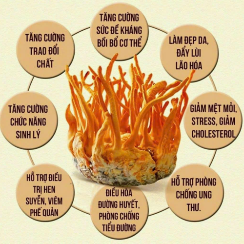 Đông trùng hạ thảo sấy thăng hoa LADOGA đóng hộp 10gr - tốt cho sức khỏe